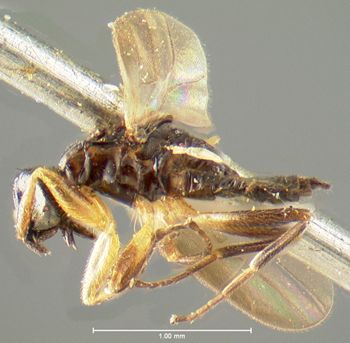 Media type: image;   Entomology 1168 Aspect: habitus lateral view